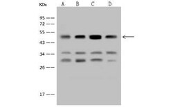 EEF1A2 Antibody, Novus Biologicals 50 &mu;g, Unconjugated:Antibodies, Polyclonal