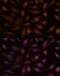 EEF1E1 Antibody - Azide and BSA Free, Novus Biologicals:Antibodies:Primary