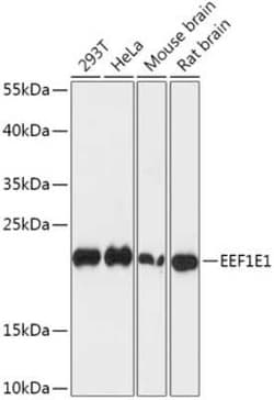 EEF1E1 Antibody - Azide and BSA Free, Novus Biologicals:Antibodies:Primary