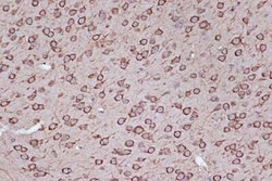 EEF1G Rabbit anti-Human, Mouse, Rat, Clone: 2E1O7, Novus Biologicals 20 &mu;g | Buy Online | Novus Biologicals | Fisher Scientific