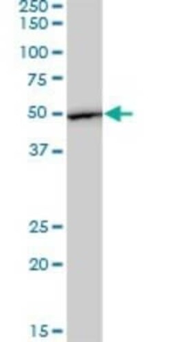 EEF1G Antibody (3F11-1A10), Novus Biologicals 0.1 mg | Buy Online | Novus Biologicals | Fisher Scientific