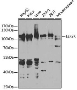 EEF2K Antibody - BSA Free, Novus Biologicals:Antibodies:Primary Antibodies
