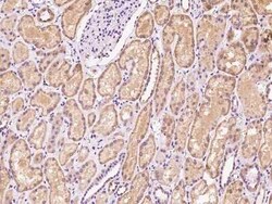 EEFSEC Antibody, Novus Biologicals 100 &mu;g, Unconjugated:Antibodies,