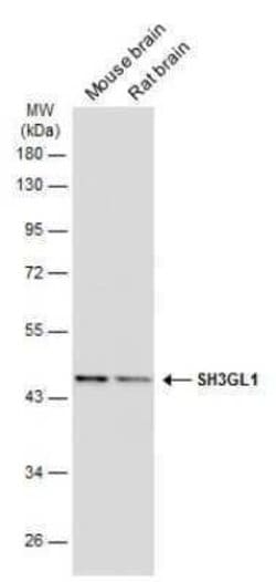 EEN Antibody (GT3065), Novus Biologicals 100 &mu;g; Unconjugated:Antibodies,