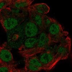 EFCAB12 Rabbit anti-Human, Polyclonal, Novus Biologicals 25 &mu;g; Unconjugated:Antibodies,