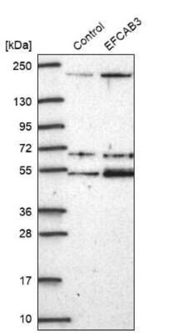EFCAB3 Antibody, Novus Biologicals 0.1 mL, Unconjugated:Antibodies, Polyclonal
