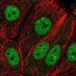EFCAB6 Antibody, Novus Biologicals 0.1 mL | Buy Online | Novus Biologicals | Fisher Scientific