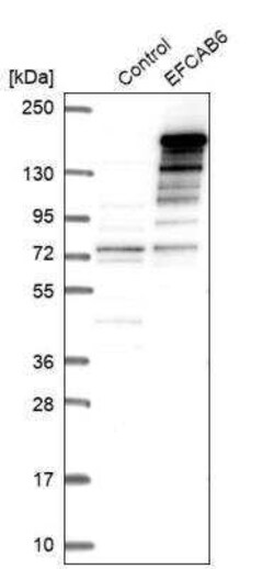 EFCAB6 Antibody, Novus Biologicals 0.1 mL | Buy Online | Novus Biologicals | Fisher Scientific