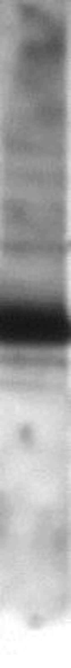 Fibulin-3/EFEMP1 Antibody, Novus Biologicals:Antibodies:Primary Antibodies
