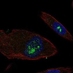 EFHB Antibody, Novus Biologicals:Antibodies:Primary Antibodies