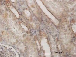 EFHD1 Antibody (1H7), Novus Biologicals 0.1 mg | Buy Online | Novus Biologicals | Fisher Scientific