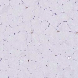 EFHD2 Antibody, Novus Biologicals 0.1 mL; Unconjugated:Antibodies, Polyclonal