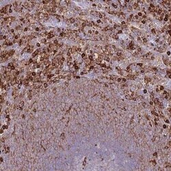 EFHD2 Antibody, Novus Biologicals 0.1 mL; Unconjugated:Antibodies, Polyclonal