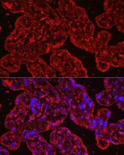 EG-VEGF/PK1 Rabbit anti-Human, Mouse, Rat, Clone: 1B4G2, Novus Biologicals