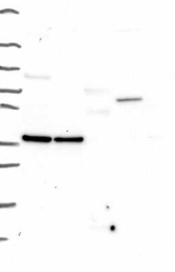 EGFLAM Rabbit anti-Human, Polyclonal, Novus Biologicals 100 &mu;g | Buy Online | Novus Biologicals | Fisher Scientific