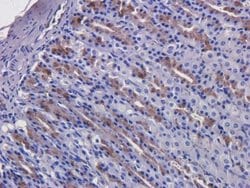 EGFR Antibody (C225 (Cetuximab)) - Azide and BSA Free, Novus Biologicals