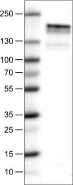 EGFR Antibody (CL0815), Novus Biologicals 0.1 mL, Unconjugated:Antibodies,