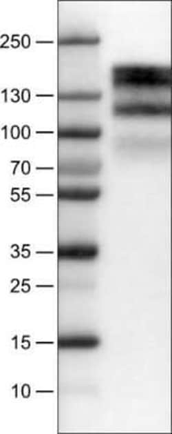 EGFR Antibody (CL0822), Novus Biologicals:Antibodies:Primary Antibodies