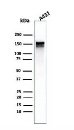 EGFR Antibody (GFR/1667), Novus Biologicals 20 &mu;g | Buy Online | Novus Biologicals | Fisher Scientific