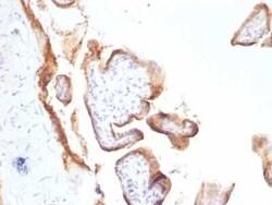 EGFR Antibody (SPM622), Novus Biologicals 0.1mg; Unlabeled:Antibodies,