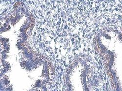 EGFR, p Tyr1045 Antibody, Novus Biologicals 100 &mu;g | Buy Online | Novus Biologicals | Fisher Scientific