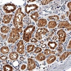 EGLN1/PHD2 Antibody (2445B) - BSA Free, Novus Biologicals EGLN1/PHD2 Antibody;