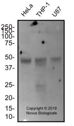 EGLN1/PHD2 Antibody (2445B) - BSA Free, Novus Biologicals EGLN1/PHD2 Antibody;