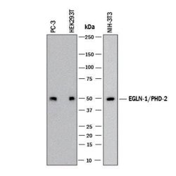 EGLN1/PHD2 Antibody (2445D) - Azide and BSA Free, Novus Biologicals 0.1