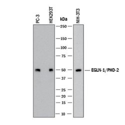 EGLN1/PHD2 Antibody (2445D) - BSA Free, Novus Biologicals 0.025 mg; Unconjugated:Antibodies,