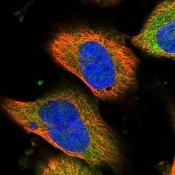 EGLN1/PHD2 Antibody, Novus Biologicals:Antibodies:Primary Antibodies