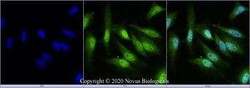 EGLN2/PHD1 Antibody - BSA Free, Novus Biologicals 0.025 mg; Unconjugated:Antibodies,