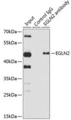 EGLN2/PHD1 Antibody - BSA Free, Novus Biologicals 0.1 mL, Unconjugated:Antibodies,