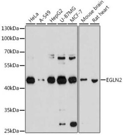 EGLN2/PHD1 Antibody - BSA Free, Novus Biologicals 0.1 mL, Unconjugated:Antibodies,