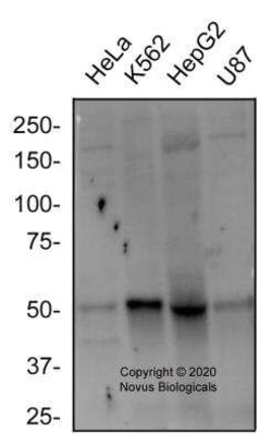 EGLN2/PHD1 Antibody - BSA Free, Novus Biologicals 0.025 mg; Unconjugated:Antibodies,