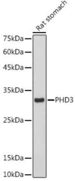 EGLN3/PHD3 Rabbit anti-Human, Mouse, Rat, Clone: 4S7S3, Novus Biologicals