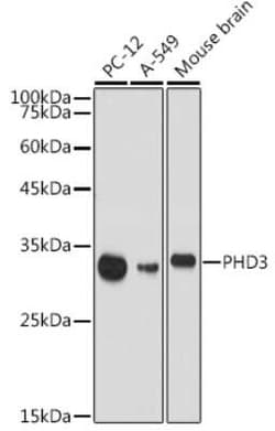 EGLN3/PHD3 Rabbit anti-Human, Mouse, Rat, Clone: 4S7S3, Novus Biologicals
