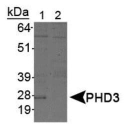 EGLN3/PHD3 Antibody (EG188e/d5) - Azide and BSA Free, Novus Biologicals 0.2 mL | Buy Online | Novus Biologicals | Fisher Scientific