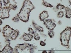 EGR1 Antibody (6E8), Novus Biologicals 0.1 mg | Buy Online | Novus Biologicals | Fisher Scientific