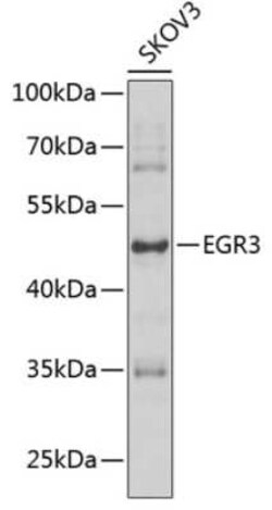 EGR3 Antibody - BSA Free, Novus Biologicals:Antibodies:Primary Antibodies