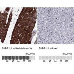 EHBP1L1 Rabbit anti-Human, Polyclonal, Novus Biologicals 100 &mu;g; Unconjugated:Antibodies,