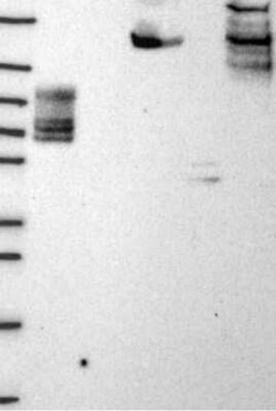 EHBP1L1 Rabbit anti-Human, Polyclonal, Novus Biologicals 100 &mu;g; Unconjugated:Antibodies,