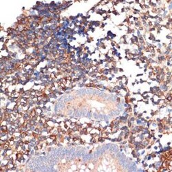 EHD1 Rabbit anti-Human, Mouse, Rat, Clone: 5S4P9, Novus Biologicals:Antibodies:Primary