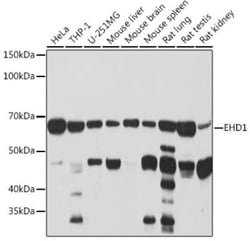 EHD1 Rabbit anti-Human, Mouse, Rat, Clone: 5S4P9, Novus Biologicals:Antibodies:Primary