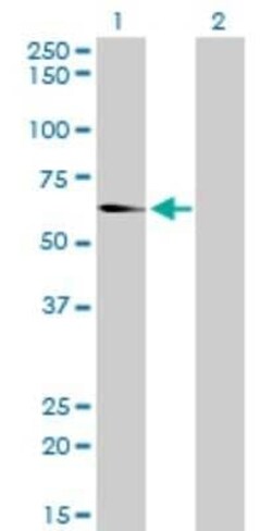 EHD2 Antibody (2D8), Novus Biologicals 0.1 mg | Buy Online | Novus Biologicals | Fisher Scientific
