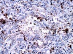 EHD2 Antibody, Novus Biologicals 100 &mu;g | Buy Online | Bio-Techne | Fisher Scientific