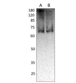 EHD2 Antibody, Novus Biologicals 100 &mu;g | Buy Online | Bio-Techne | Fisher Scientific
