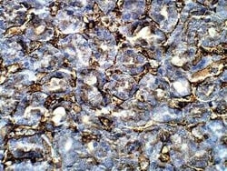 EHD3 Antibody, Novus Biologicals 100 &mu;g; Unconjugated:Antibodies, Polyclonal