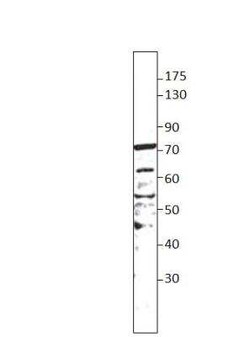 EHD3 Antibody, Novus Biologicals 100 &mu;g; Unconjugated:Antibodies, Polyclonal