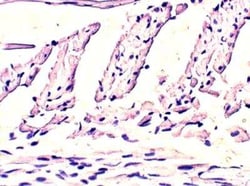 EHD4 Antibody, Novus Biologicals 100 μg; Unconjugated:Antibodies, Polyclonal
