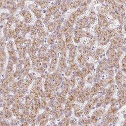 EHHADH Antibody, Novus Biologicals 25 &mu;L, Unconjugated:Antibodies, Polyclonal